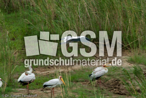 Nimmersatt (17 von 22).jpg